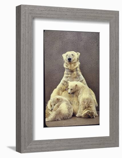 Hilda, a Polar Bear with Twins at Detroit Zoo Animal Conservation Wild Animal Propagation Trust-Nina Leen-Framed Photographic Print