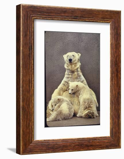 Hilda, a Polar Bear with Twins at Detroit Zoo Animal Conservation Wild Animal Propagation Trust-Nina Leen-Framed Photographic Print