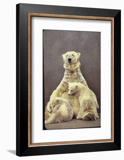 Hilda, a Polar Bear with Twins at Detroit Zoo Animal Conservation Wild Animal Propagation Trust-Nina Leen-Framed Photographic Print