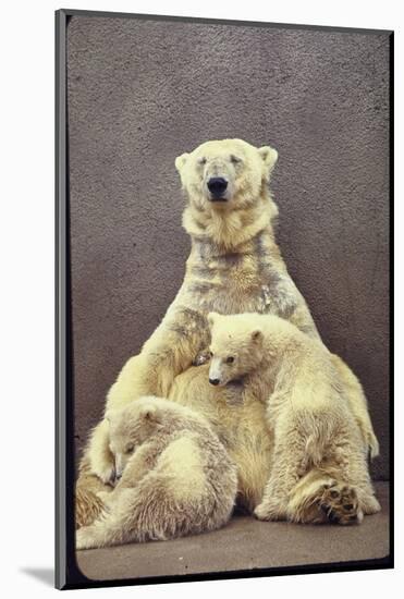 Hilda, a Polar Bear with Twins at Detroit Zoo Animal Conservation Wild Animal Propagation Trust-Nina Leen-Mounted Photographic Print