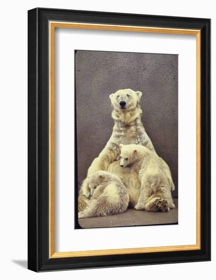 Hilda, a Polar Bear with Twins at Detroit Zoo Animal Conservation Wild Animal Propagation Trust-Nina Leen-Framed Photographic Print