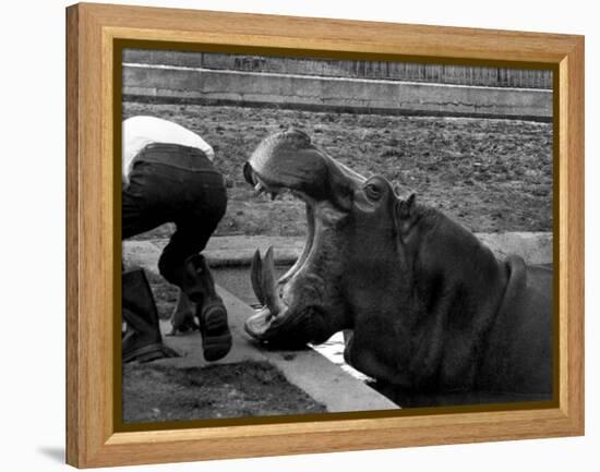 Hilda the Humorous Hippo Joking with Zoo Keeper in Phoenix Park Zoo, Dublin, June 1969-null-Framed Premier Image Canvas