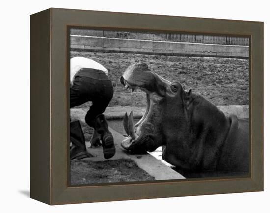 Hilda the Humorous Hippo Joking with Zoo Keeper in Phoenix Park Zoo, Dublin, June 1969-null-Framed Premier Image Canvas