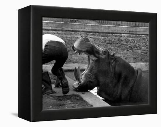 Hilda the Humorous Hippo Joking with Zoo Keeper in Phoenix Park Zoo, Dublin, June 1969-null-Framed Premier Image Canvas