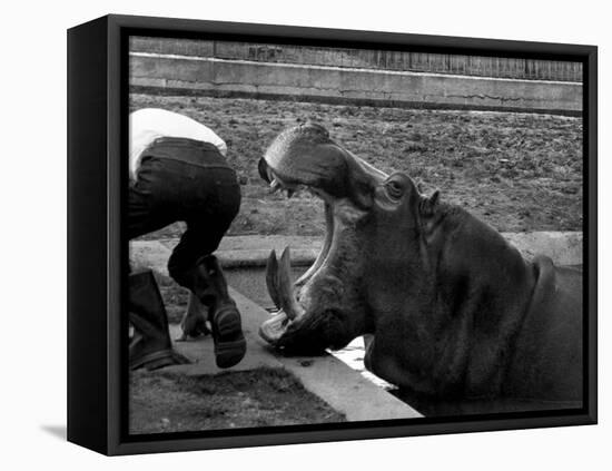 Hilda the Humorous Hippo Joking with Zoo Keeper in Phoenix Park Zoo, Dublin, June 1969-null-Framed Premier Image Canvas