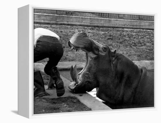 Hilda the Humorous Hippo Joking with Zoo Keeper in Phoenix Park Zoo, Dublin, June 1969-null-Framed Premier Image Canvas