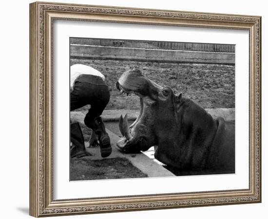 Hilda the Humorous Hippo Joking with Zoo Keeper in Phoenix Park Zoo, Dublin, June 1969-null-Framed Photographic Print