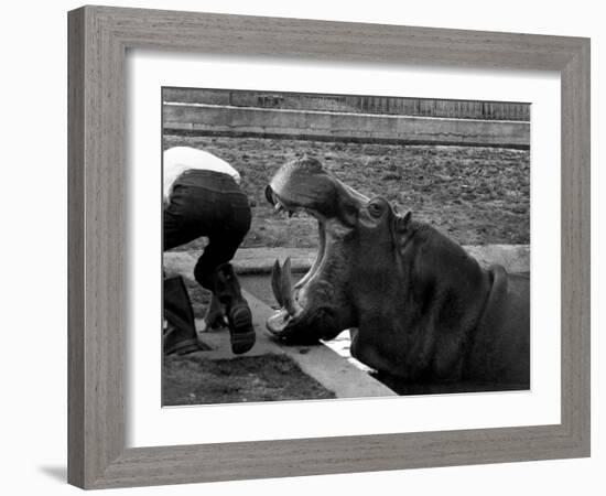 Hilda the Humorous Hippo Joking with Zoo Keeper in Phoenix Park Zoo, Dublin, June 1969-null-Framed Photographic Print