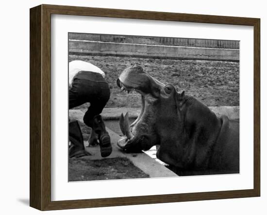 Hilda the Humorous Hippo Joking with Zoo Keeper in Phoenix Park Zoo, Dublin, June 1969-null-Framed Photographic Print