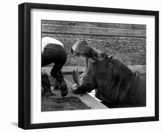 Hilda the Humorous Hippo Joking with Zoo Keeper in Phoenix Park Zoo, Dublin, June 1969-null-Framed Photographic Print