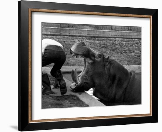 Hilda the Humorous Hippo Joking with Zoo Keeper in Phoenix Park Zoo, Dublin, June 1969-null-Framed Photographic Print