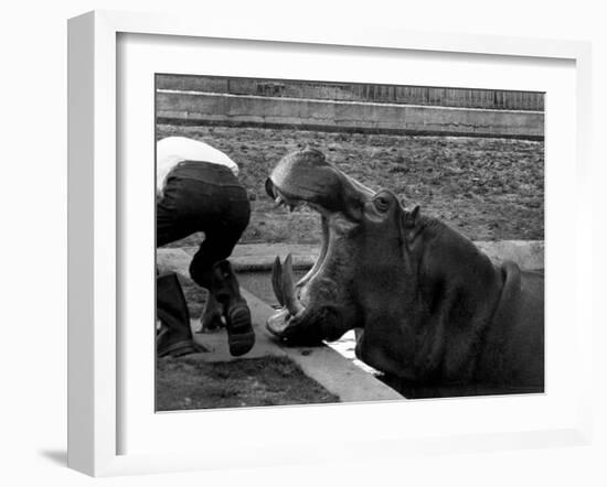 Hilda the Humorous Hippo Joking with Zoo Keeper in Phoenix Park Zoo, Dublin, June 1969-null-Framed Photographic Print