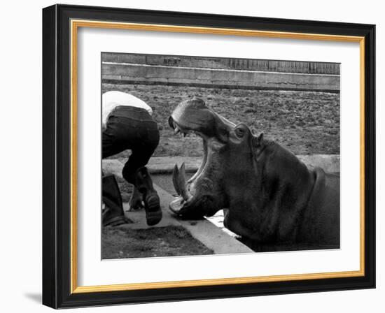 Hilda the Humorous Hippo Joking with Zoo Keeper in Phoenix Park Zoo, Dublin, June 1969-null-Framed Photographic Print