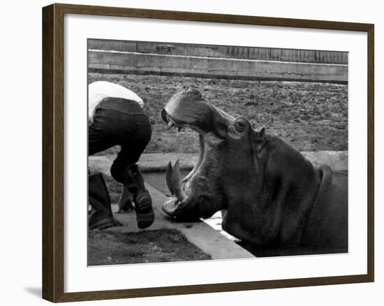 Hilda the Humorous Hippo Joking with Zoo Keeper in Phoenix Park Zoo, Dublin, June 1969-null-Framed Photographic Print