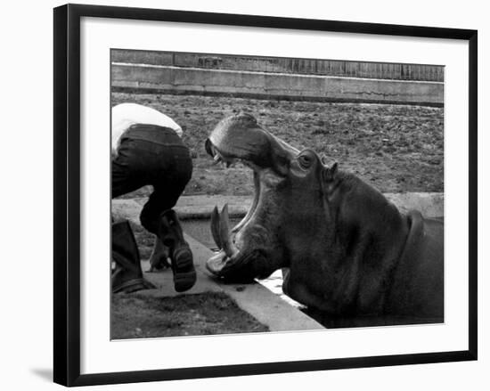 Hilda the Humorous Hippo Joking with Zoo Keeper in Phoenix Park Zoo, Dublin, June 1969-null-Framed Photographic Print