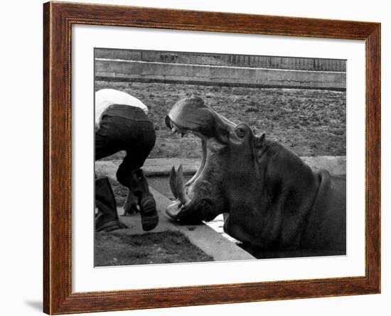 Hilda the Humorous Hippo Joking with Zoo Keeper in Phoenix Park Zoo, Dublin, June 1969-null-Framed Photographic Print