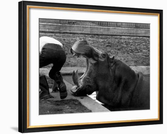 Hilda the Humorous Hippo Joking with Zoo Keeper in Phoenix Park Zoo, Dublin, June 1969-null-Framed Photographic Print