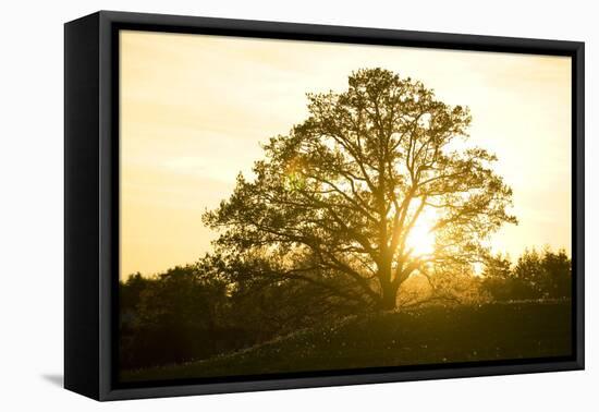 Hill, Broad-Leaved Tree, Sunset, Back Light-Ralf Gerard-Framed Premier Image Canvas