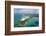 Hill Inlet Whitsunday Islands, Queensland, Australia-Peter Adams-Framed Photographic Print