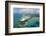 Hill Inlet Whitsunday Islands, Queensland, Australia-Peter Adams-Framed Photographic Print