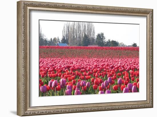 Hill of Pink-Dana Styber-Framed Photographic Print