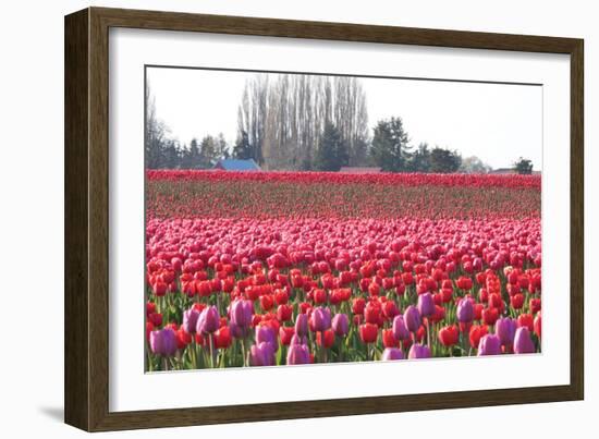 Hill of Pink-Dana Styber-Framed Photographic Print