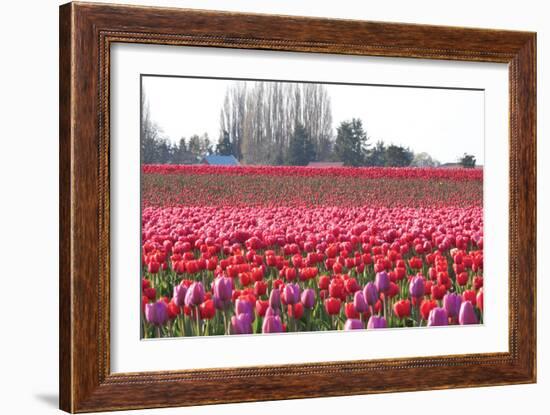 Hill of Pink-Dana Styber-Framed Photographic Print