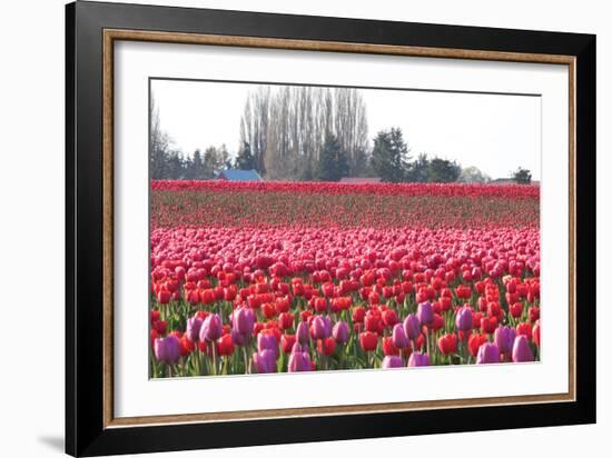 Hill of Pink-Dana Styber-Framed Photographic Print