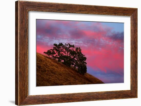 Hill Sunset Magic Mount Diablo California Coast Live Oak Trees-Vincent James-Framed Photographic Print