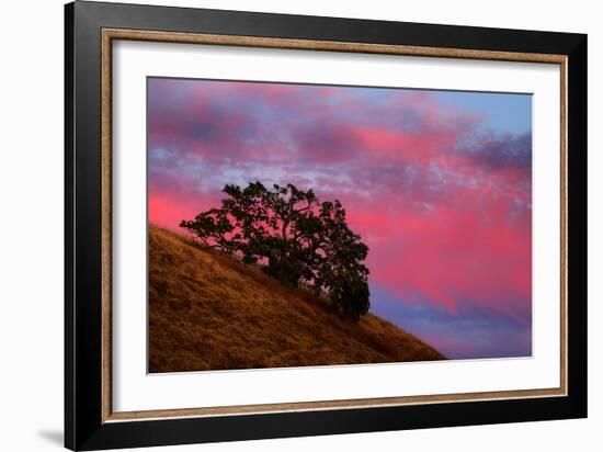 Hill Sunset Magic Mount Diablo California Coast Live Oak Trees-Vincent James-Framed Photographic Print