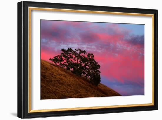 Hill Sunset Magic Mount Diablo California Coast Live Oak Trees-Vincent James-Framed Photographic Print