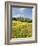 Hill Town Pienza and Field of Poppies, Tuscany, Italy-Nadia Isakova-Framed Photographic Print