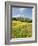 Hill Town Pienza and Field of Poppies, Tuscany, Italy-Nadia Isakova-Framed Photographic Print