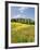 Hill Town Pienza and Field of Poppies, Tuscany, Italy-Nadia Isakova-Framed Photographic Print