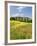 Hill Town Pienza and Field of Poppies, Tuscany, Italy-Nadia Isakova-Framed Photographic Print