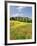 Hill Town Pienza and Field of Poppies, Tuscany, Italy-Nadia Isakova-Framed Photographic Print