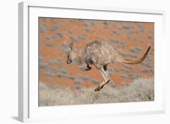 Hill Wallaroo (Macropus Robustus) Jumping, Flinders Ranges National Park, South Australia, Australi-Jouan Rius-Framed Photographic Print