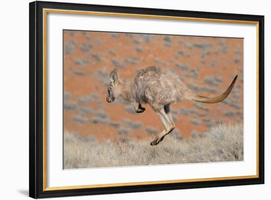 Hill Wallaroo (Macropus Robustus) Jumping, Flinders Ranges National Park, South Australia, Australi-Jouan Rius-Framed Photographic Print