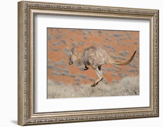 Hill Wallaroo (Macropus Robustus) Jumping, Flinders Ranges National Park, South Australia, Australi-Jouan Rius-Framed Photographic Print