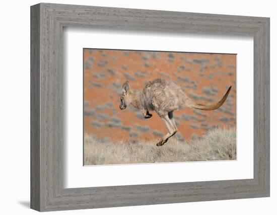 Hill Wallaroo (Macropus Robustus) Jumping, Flinders Ranges National Park, South Australia, Australi-Jouan Rius-Framed Photographic Print