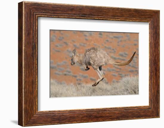 Hill Wallaroo (Macropus Robustus) Jumping, Flinders Ranges National Park, South Australia, Australi-Jouan Rius-Framed Photographic Print