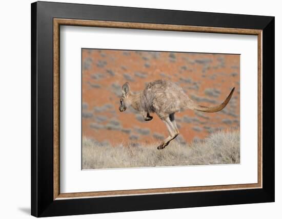 Hill Wallaroo (Macropus Robustus) Jumping, Flinders Ranges National Park, South Australia, Australi-Jouan Rius-Framed Photographic Print