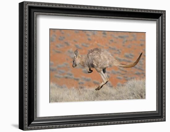 Hill Wallaroo (Macropus Robustus) Jumping, Flinders Ranges National Park, South Australia, Australi-Jouan Rius-Framed Photographic Print