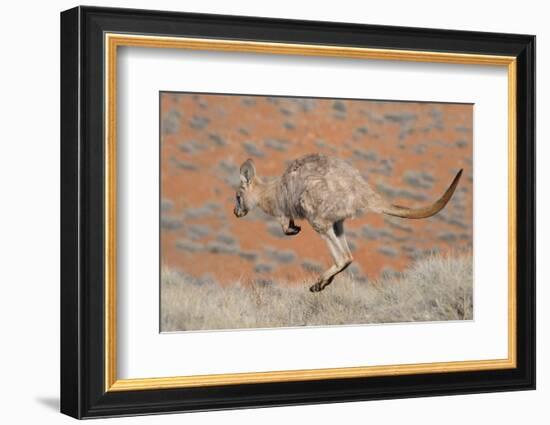 Hill Wallaroo (Macropus Robustus) Jumping, Flinders Ranges National Park, South Australia, Australi-Jouan Rius-Framed Photographic Print