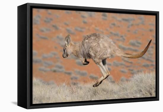 Hill Wallaroo (Macropus Robustus) Jumping, Flinders Ranges National Park, South Australia, Australi-Jouan Rius-Framed Premier Image Canvas