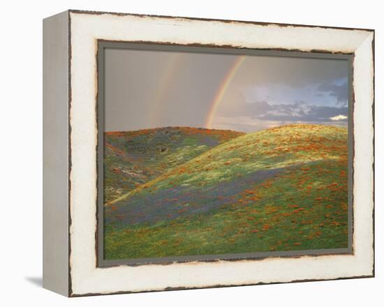 Hills with Poppies and Lupine with Double Rainbow Near Gorman, California, USA-Jim Zuckerman-Framed Premier Image Canvas
