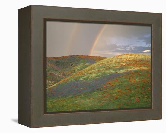 Hills with Poppies and Lupine with Double Rainbow Near Gorman, California, USA-Jim Zuckerman-Framed Premier Image Canvas