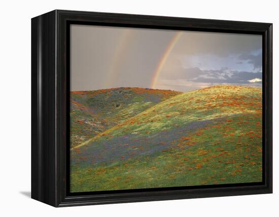 Hills with Poppies and Lupine with Double Rainbow Near Gorman, California, USA-Jim Zuckerman-Framed Premier Image Canvas