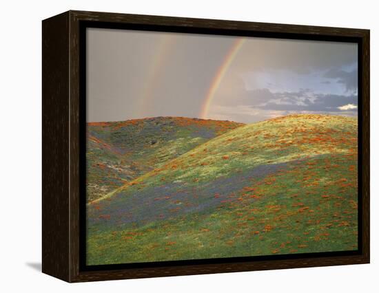 Hills with Poppies and Lupine with Double Rainbow Near Gorman, California, USA-Jim Zuckerman-Framed Premier Image Canvas