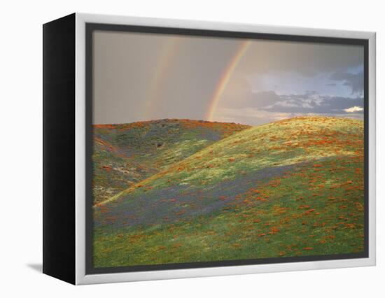 Hills with Poppies and Lupine with Double Rainbow Near Gorman, California, USA-Jim Zuckerman-Framed Premier Image Canvas